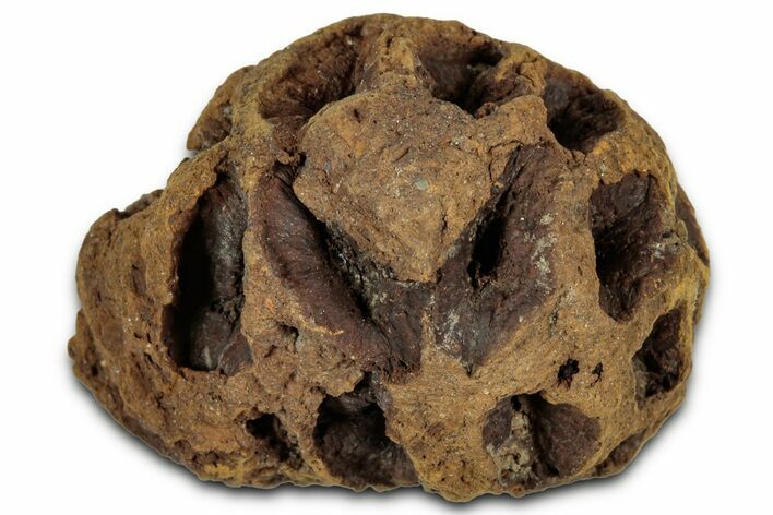 Fossil Pine Cone (Metasequoia) - Montana #352475